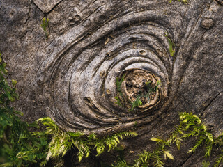 tree trunk texture