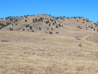 Winter dry prairie hills and pine trees, Colorado