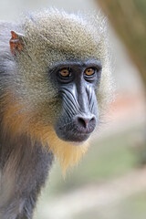 close up portrait of a Mandrill (Mandrillus sphinx)
