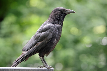 Carrion Crow (Corvus corone) in park close up