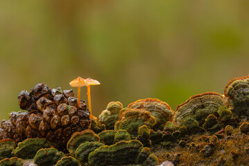 Cute mushrooms, the hidden heroes of nature. mushrooms that grow inside pine cones. Nature background. 