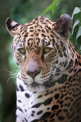 Naklejka premium portrait of a Jaguar (Panthera Onca)