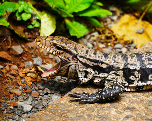 Argentine Black and White Tegu-large lizard