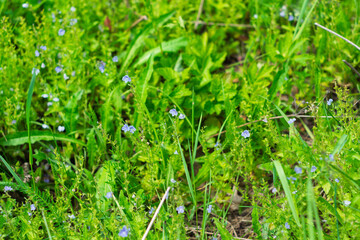 Wildflowers bloom in vibrant green meadow during sunny afternoon