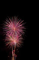 Colorful fireworks explode in dark night sky. Bright pink, multicolored bursts light up night. Spectacular pyrotechnics display. Festive celebration in night. Celebration of freedom, independence.