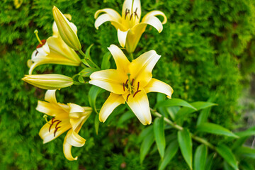 Obraz premium Vibrant yellow lilies bloom against lush green backdrop in natural setting