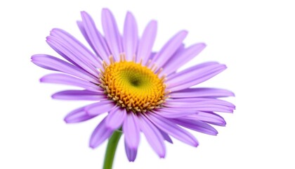 Fototapeta premium Purple Daisy Flower on White Background - Close-Up View