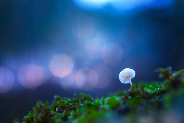 Cute mushrooms, the hidden heroes of nature. Nature background. 