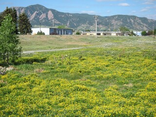 Yellow flower fields along the trail, Boulder, Colorado