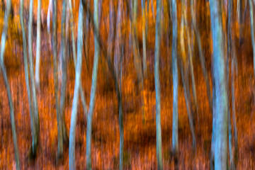 Trees. Abstract forest landscape. Trees photographed with pan technique. Natural background.