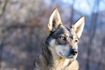 Portrait of a Czechoslovakian Wolfdog female, blue eye