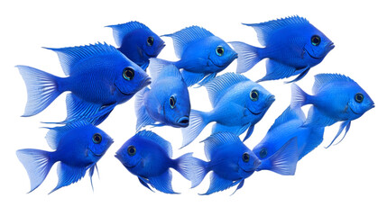 Vibrant Blue Fish School  Aquarium  Underwater  Tropical  Marine Life   Ocean  Nature  Wil