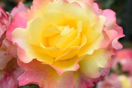 pink and yellow rose, closeup macro 