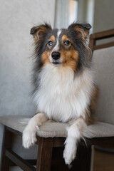 Cute tricolor brown grey dog sheltie with heterochromia eyes in home. Shetland sheepdog indoor on...