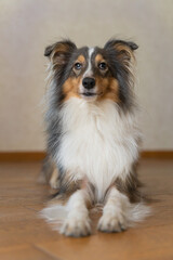 Cute tricolor brown grey dog sheltie with heterochromia eyes in home. Shetland sheepdog indoor