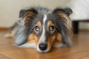 Cute tricolor brown grey dog sheltie with heterochromia eyes in home. Shetland sheepdog indoor