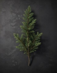 Fir branch arrangement on dark shale background,  natural,  festive