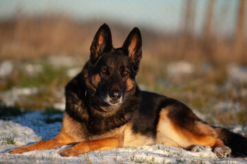 Deutscher Schäferhund bewacht Grundstück