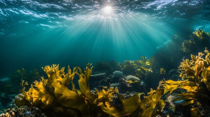 Naklejka premium Vibrant Marine Ecosystem with Soft Light Rays