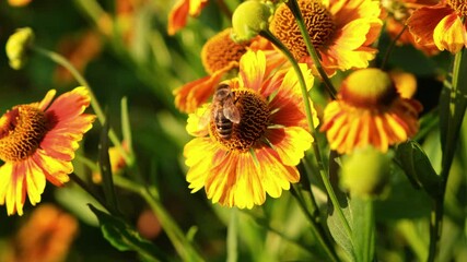 Honey bee on flower collecting pollen. Close up shot of bee collects nectar from a flower on a warm summer evening. Macro footage of bee covered with pollen pollinating flower.