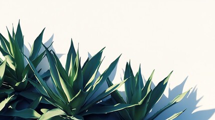Lush green agave plants cast shadows against a bright white wall.