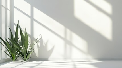 Sunlit minimalist room corner with plant.