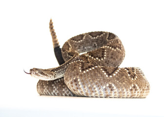 Rattlesnake in white background
