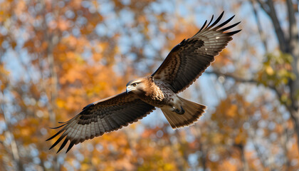 Obraz premium Red-tailed hawk in flight against autumnal foliage.