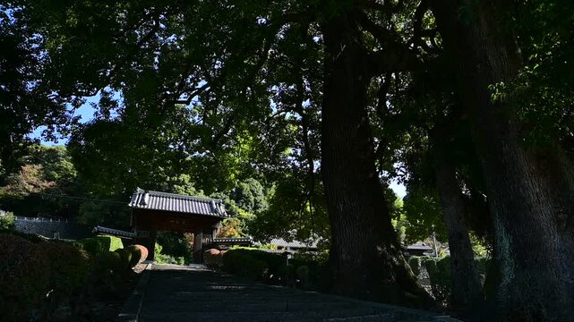 瑞泉寺の山門とクスノキ （愛知県犬山市, 2024年11月）