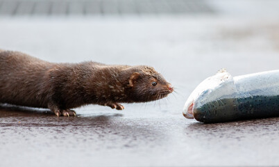 Mink steals fish from a fish farm, here it has caught a trout.