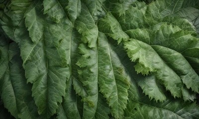 Fuzzy green leaf texture close up with veins and ridges ,  foliage,  palm leaf texture natural tropical green leaf close up