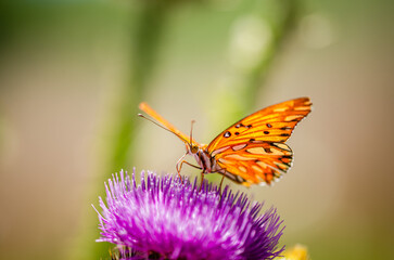 orange butterfly on purple thistle flower