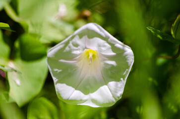 white tulip with dew drops