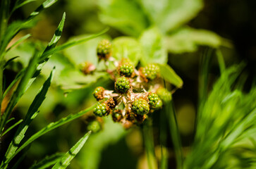 close up of green berries