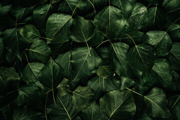 A dense arrangement of dark green leaves with visible veins, creating a natural, lush, and textured...