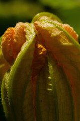 close up of butter squash flower