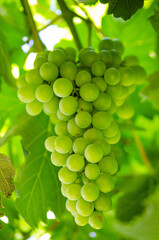 bunch of green grapes on vine