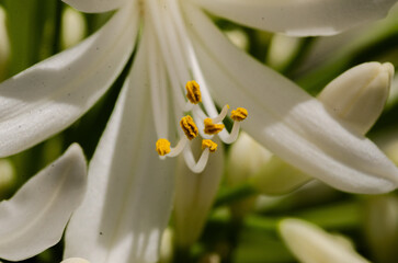 close up of white flower
