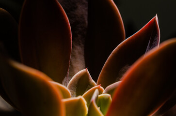 close up of succulent brown leaves