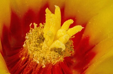 close up of cactus flower