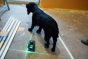 The dusty floor surface is illuminated by two sharp green laser lines, perfectly aligned for precise work. Shine the laser on the animal.