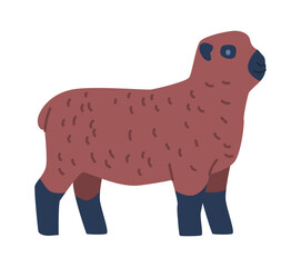 Ryeland sheep breed vector illustration