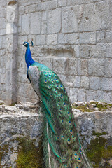 Obraz premium dubrovnik-croatia-lokrum-island-peacock-profile