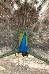 Naklejka premium dubrovnik-croatia-lukrom-peacock