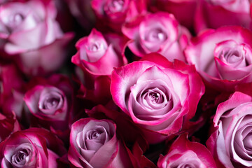 red roses valentine card close