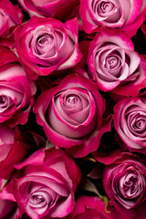 red roses valentine card close