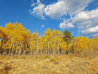 Various Colorado Fall/Autumn colors in mountains aspen trees. Western American autumn landscape with distinctive aspen trees displaying golden fall foliage
