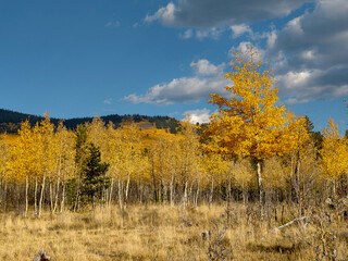 Fototapeta premium Various Colorado Fall/Autumn colors in mountains aspen trees. Western American autumn landscape with distinctive aspen trees displaying golden fall foliage