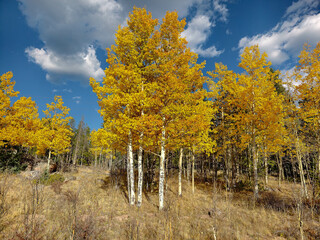 Fototapeta premium Various Colorado Fall/Autumn colors in mountains aspen trees. Western American autumn landscape with distinctive aspen trees displaying golden fall foliage