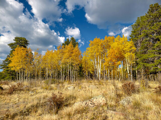 Fototapeta premium Various Colorado Fall/Autumn colors in mountains aspen trees. Western American autumn landscape with distinctive aspen trees displaying golden fall foliage